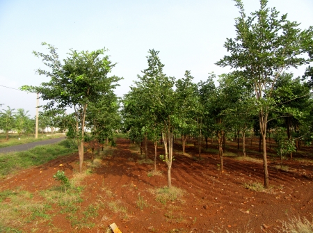 3) Open Plots at Low Budget Near IIT and IISER Colleges Yerpedu - Venkatagiri Highway .JPG